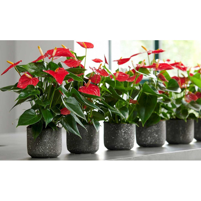 Антуриумы в Жанаозене