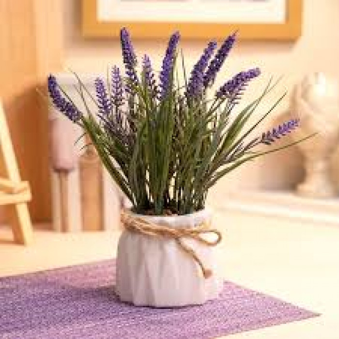 Лаванда в Жанаозене