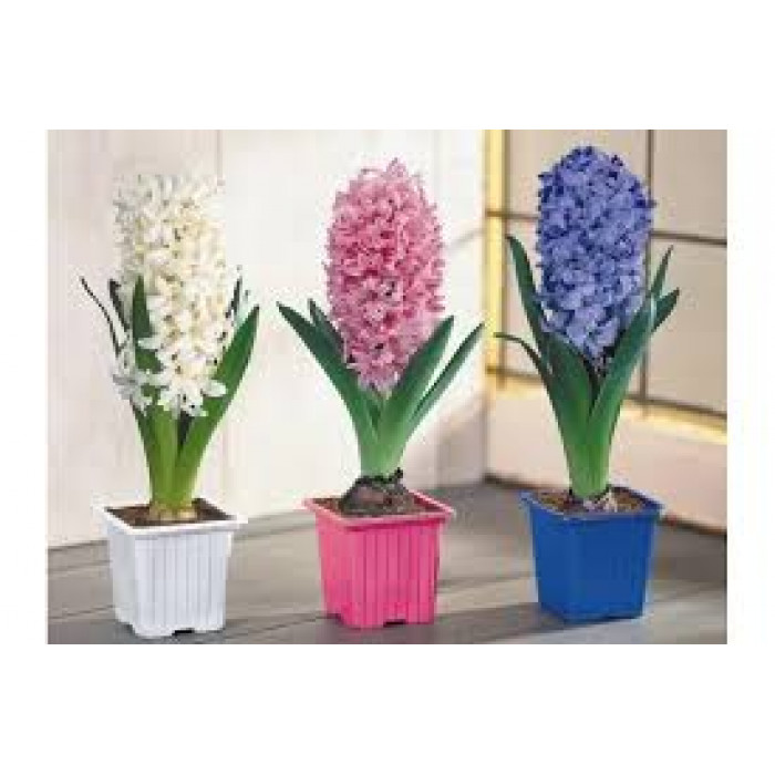 Гиацинты в Жанаозене