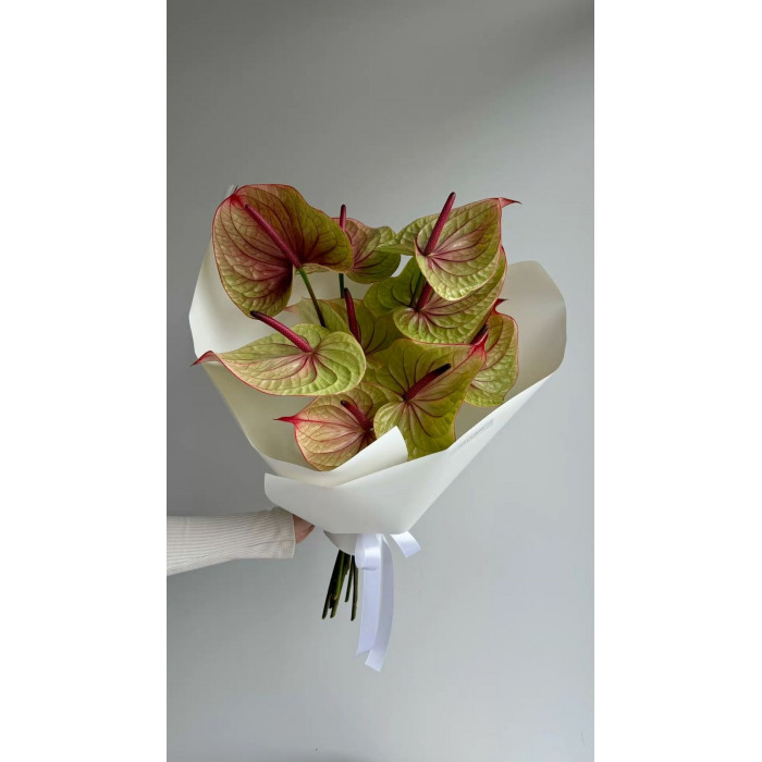 Антуриумы в Жанаозене