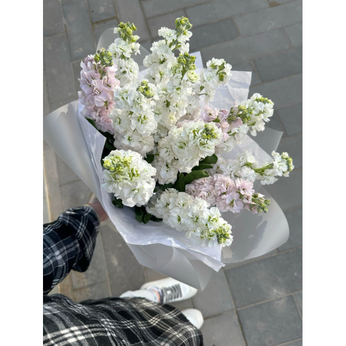 Маттиола в Жанаозене