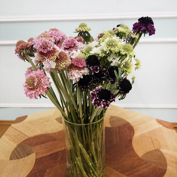 Скобиоза в Жанаозене