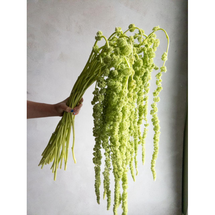 Амарантус в Жанаозене