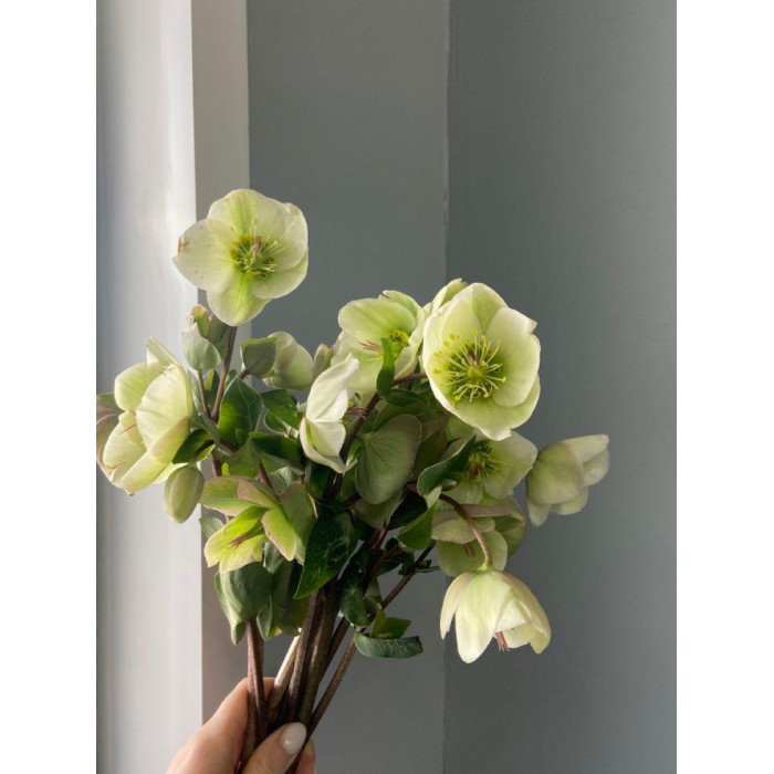 Хелеборус в Жанаозене