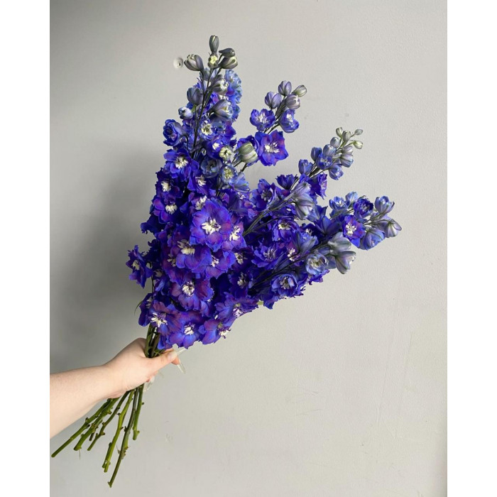 Делфиниум в Жанаозене