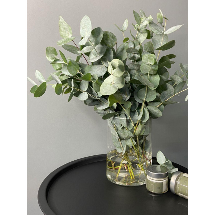 Эвкалипт в Жанаозене