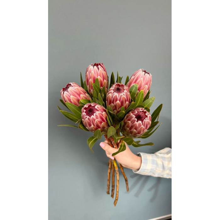 Протея в Жанаозене