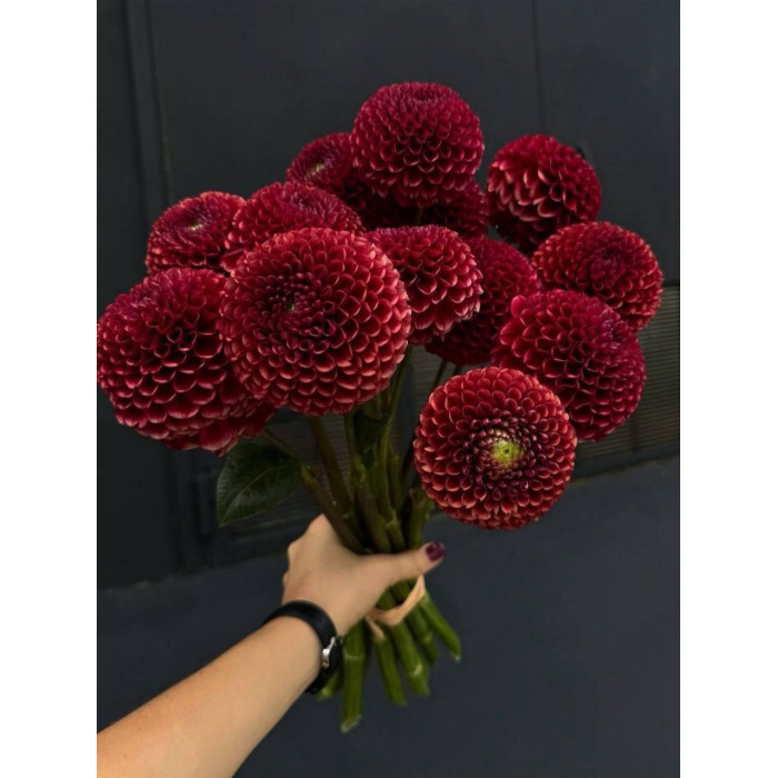 Георгины в Жанаозене