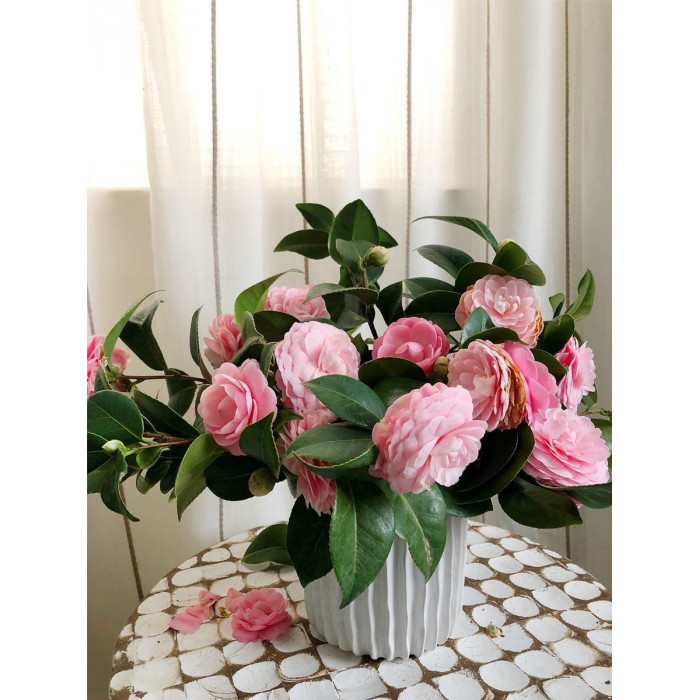 Камелия в Жанаозене