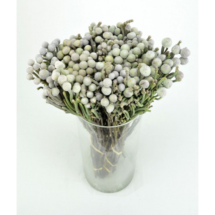 Бруния в Жанаозене