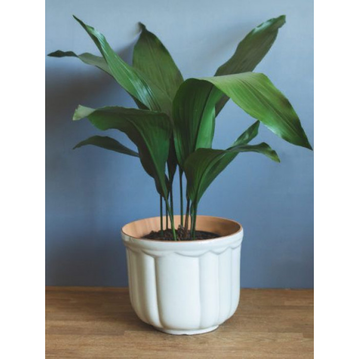 Аспидистра в Жанаозене