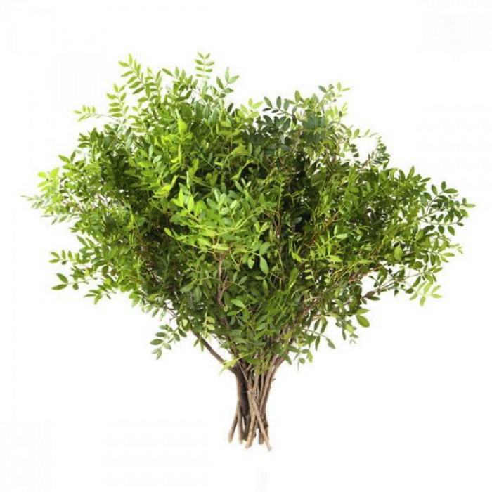 Писташ в Жанаозене