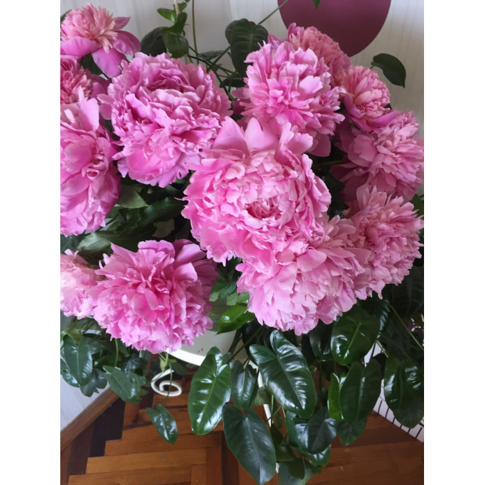 Пион древовидный в Жанаозене