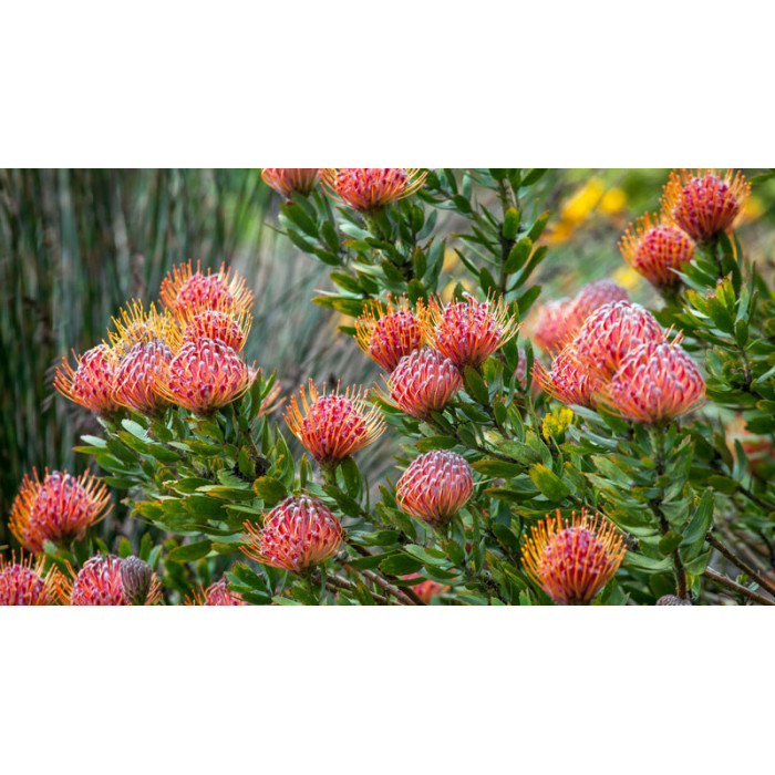 Леукоспермум в Жанаозене