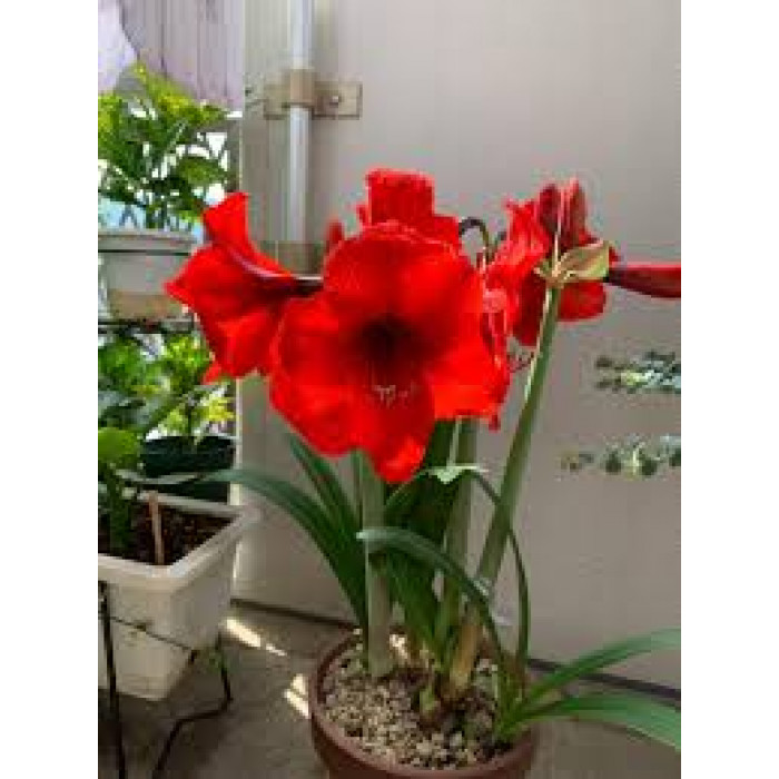 Амариллис в Жанаозене