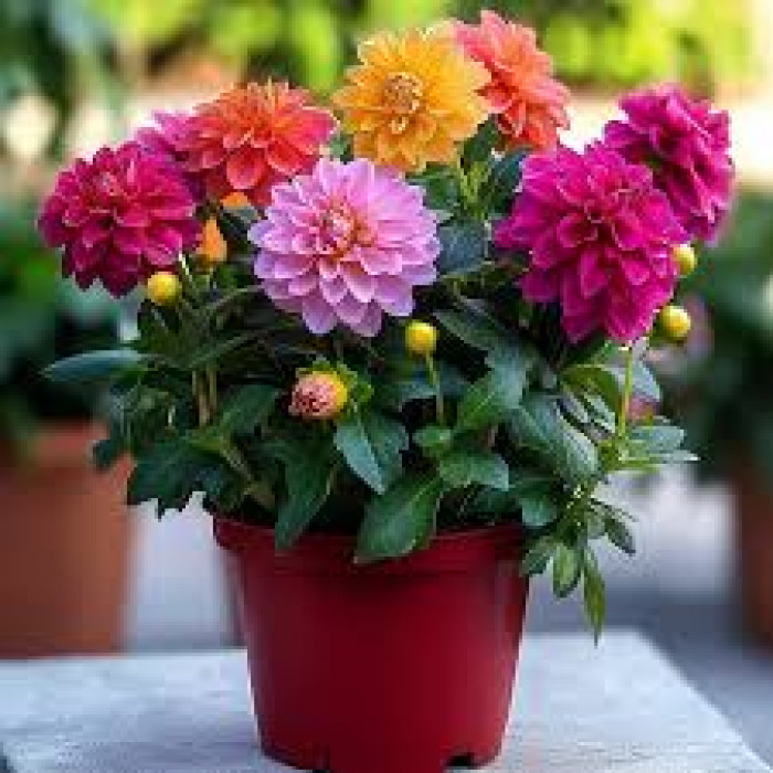 Георгины в Жанаозене