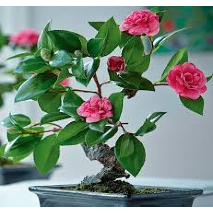 Камелия в Жанаозене