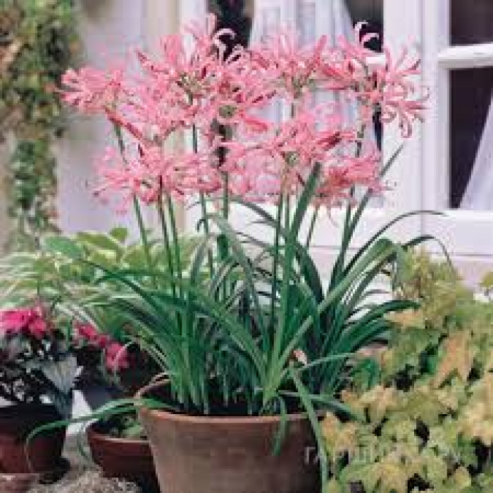 Нерине в Жанаозене