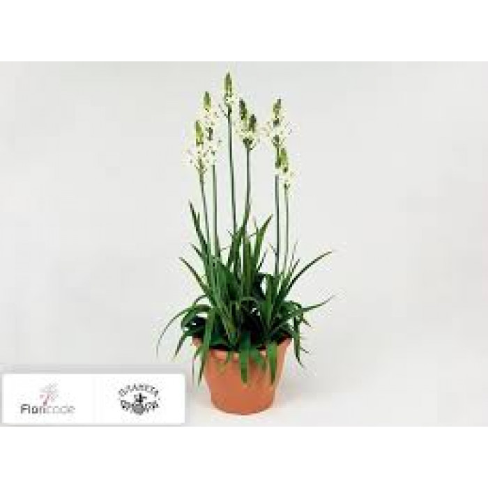 Орнитогалум в Жанаозене