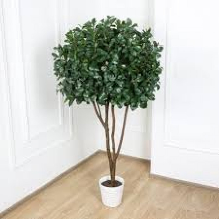 Рускус в Жанаозене